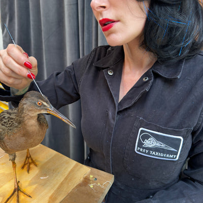 Master Taxidermist Allis Markham wearing a Prey Taxidermy patch while working on a bird.