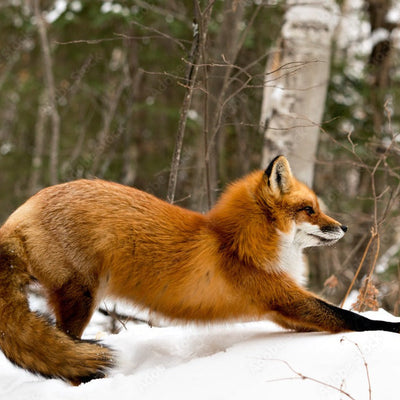 April 1 Payment Wrapped Red Fox
