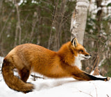 NEW DATES! 3-Day Wrapped Red Fox