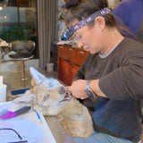 Coyote & Red Fox Shoulder-Mount