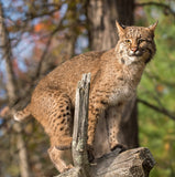 4-Day Intensive Mammals with Allis Markham