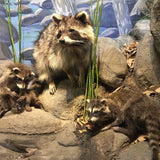 Online Mammal Wrapped-Body Taxidermy