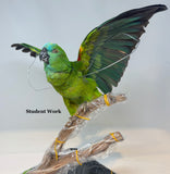 Advanced Bird Lessons with Allis Markham