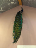 Custom Peacock Taxidermy