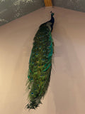 Custom Peacock Taxidermy