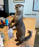 4-Day Intensive Mammals with Allis Markham