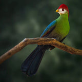 Advanced Bird Intensive Workshop