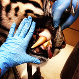 Pre-Recorded: Skinning & Tanning