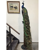 Custom Peacock Taxidermy