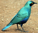 Advanced Bird Intensive Workshop