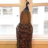 Custom Peacock Taxidermy