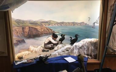 Museum Taxidermy vs. Commercial Taxidermy
