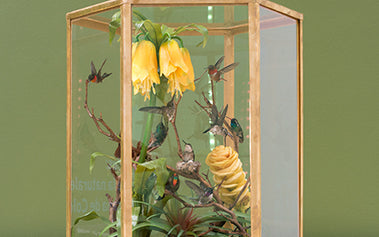 Hummingbird Taxidermy: Recreating John Gould's 1851 cases