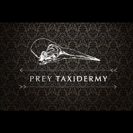 Taxidermy Classes