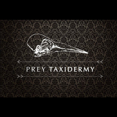Taxidermy Classes