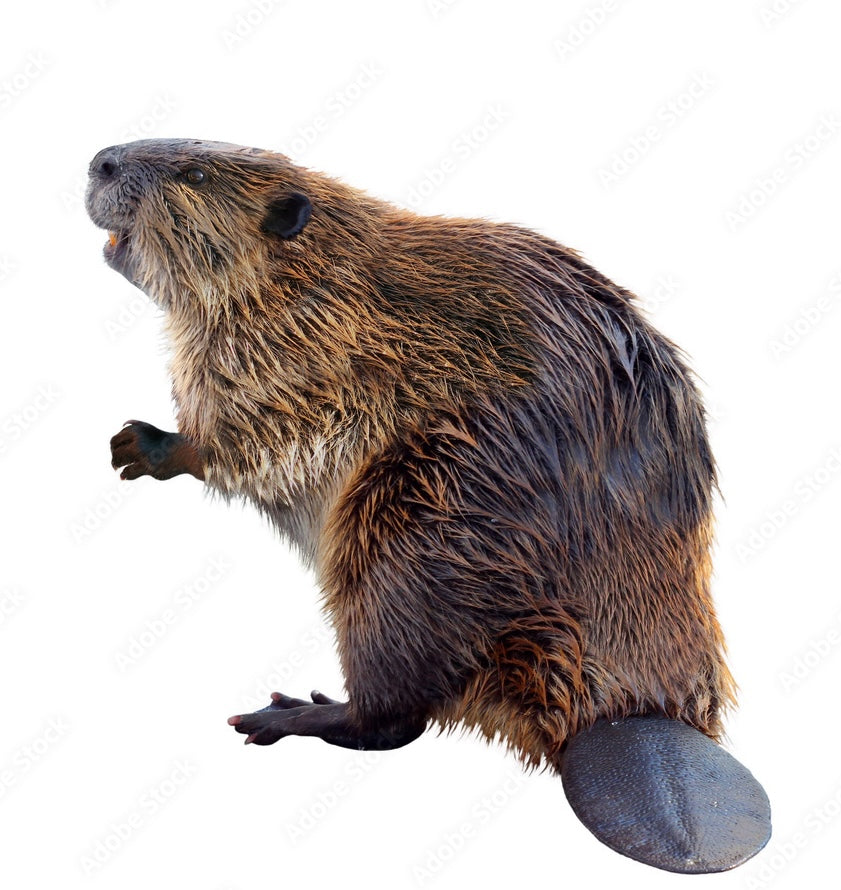 4-Day Intensive Mammals with Allis Markham