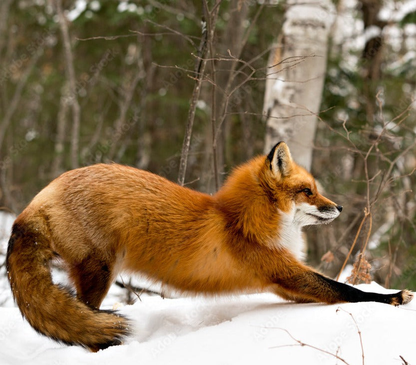 March Payment Wrapped Red Fox