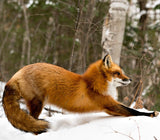 March Payment Wrapped Red Fox