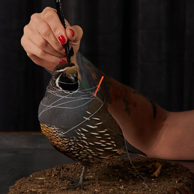 Quail Class Payment