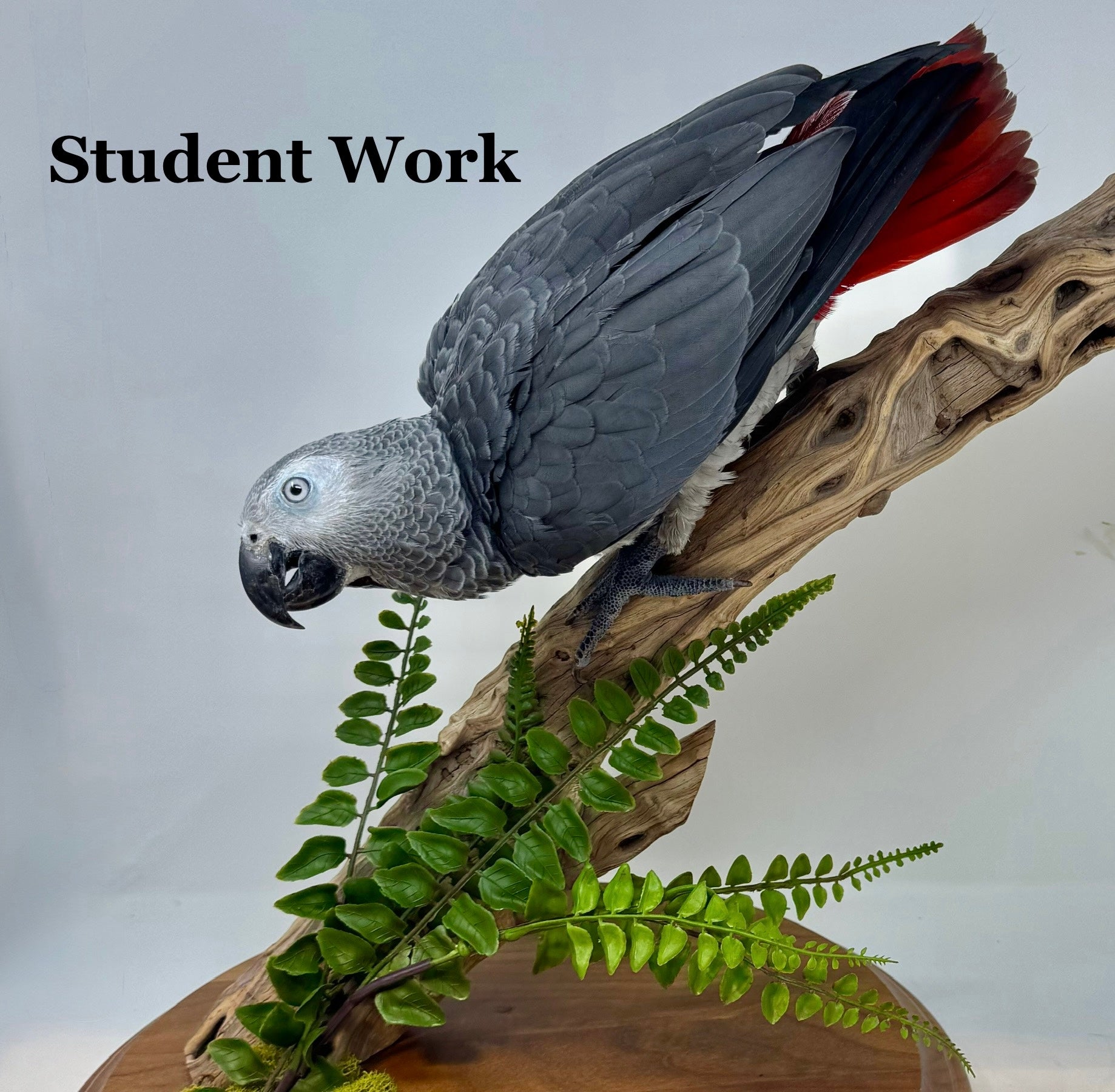 Advanced Bird Lessons with Allis Markham