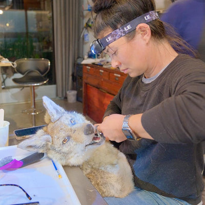 Coyote & Red Fox Shoulder-Mount
