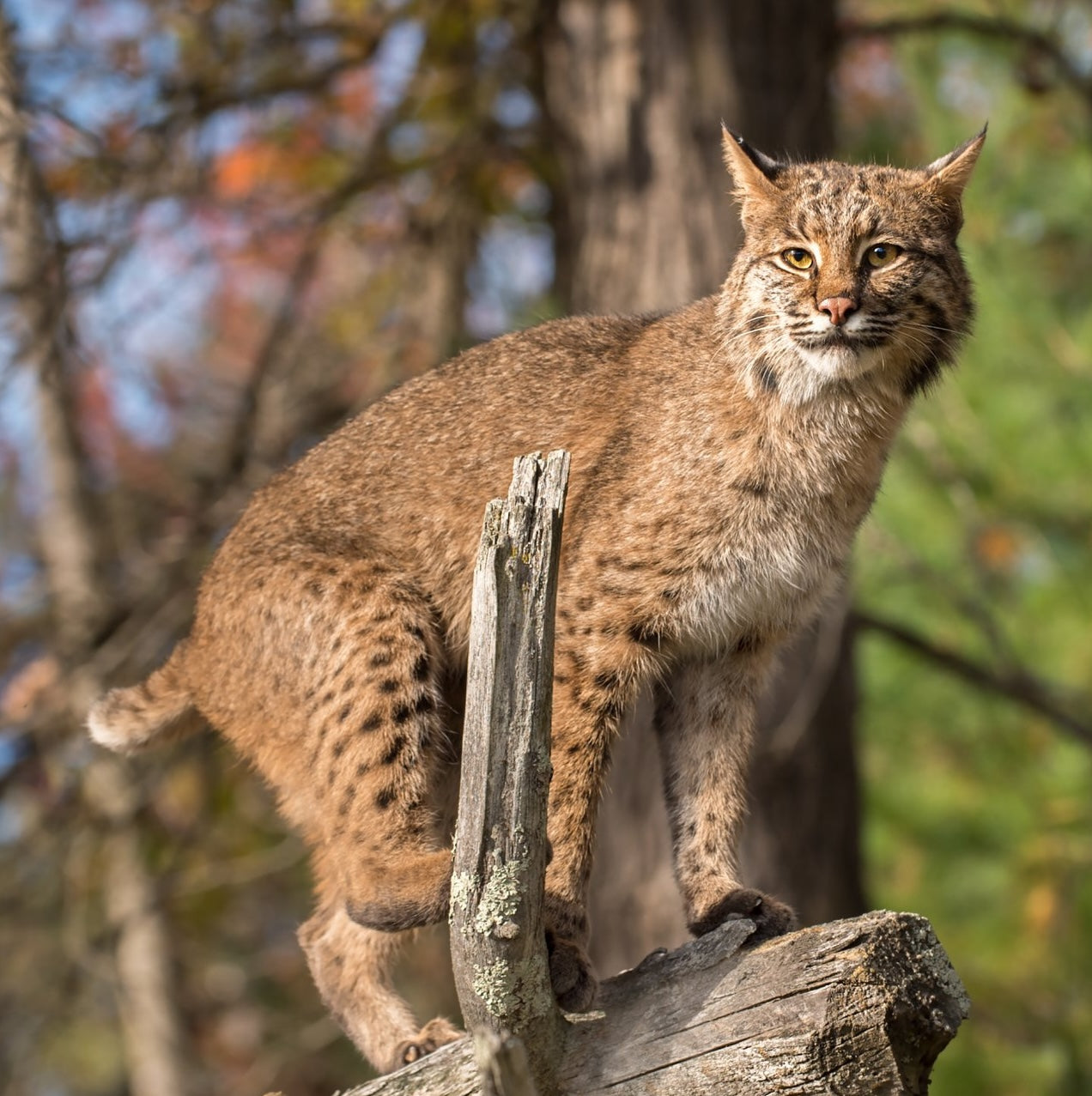 4-Day Intensive Mammals with Allis Markham