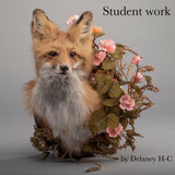 Coyote & Red Fox Shoulder-Mount