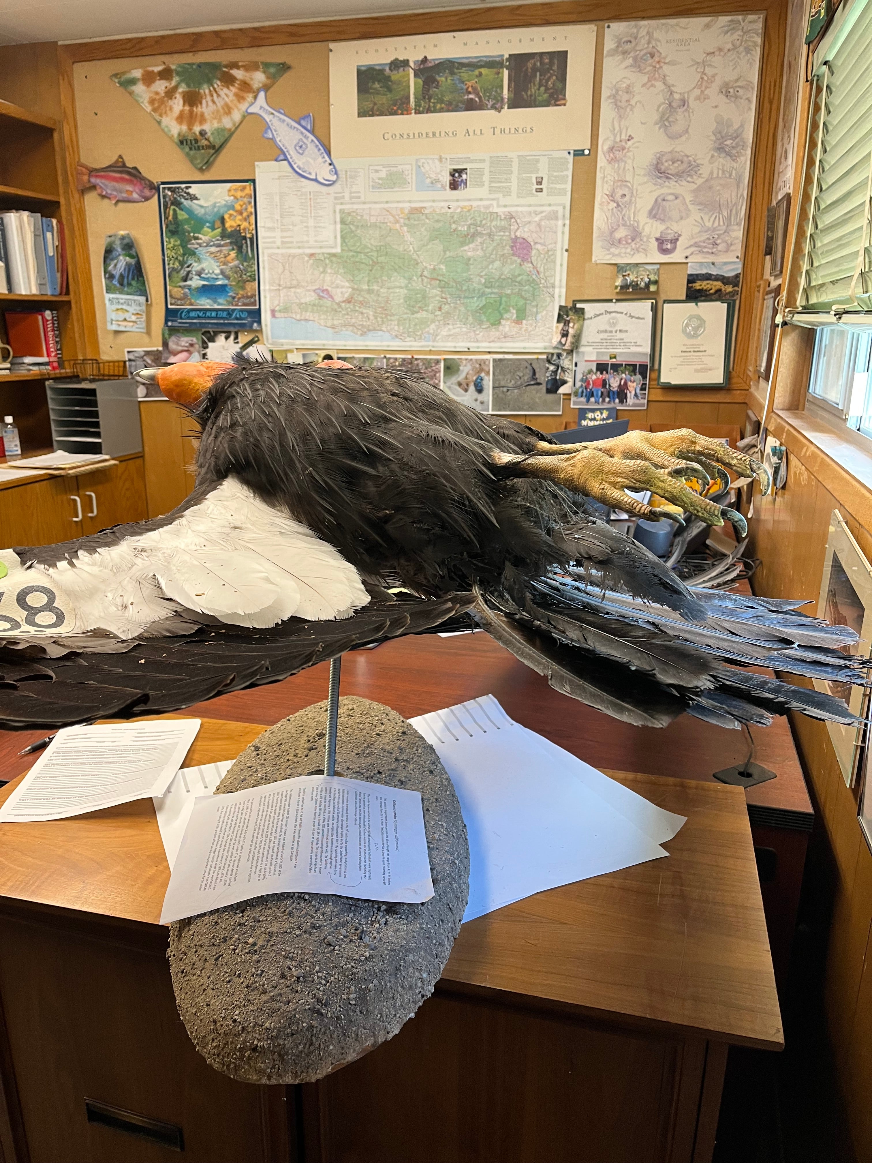 Condor Restoration