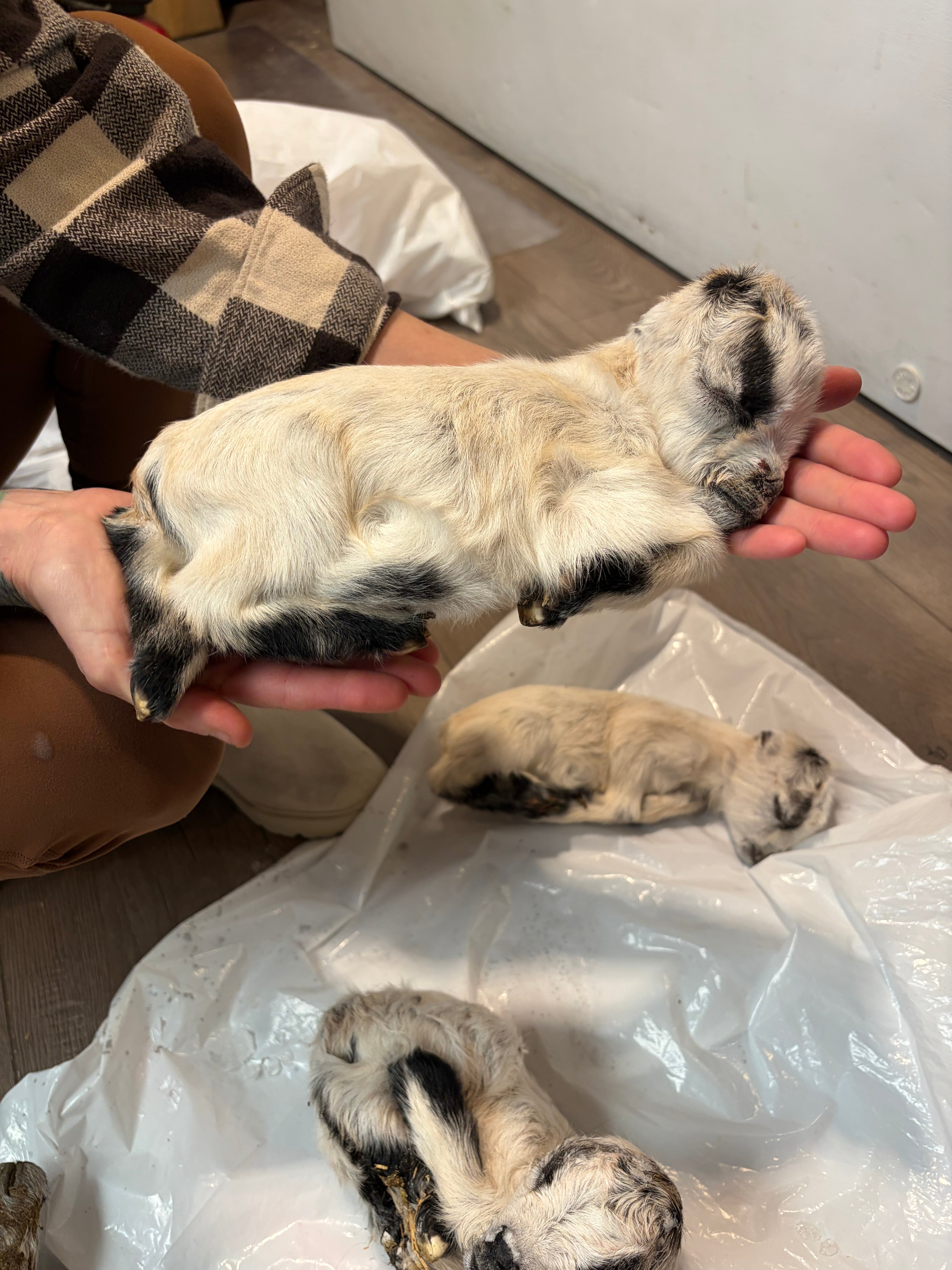 Baby Goats
