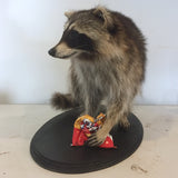 Full Size Raccoon Taxidermy Class