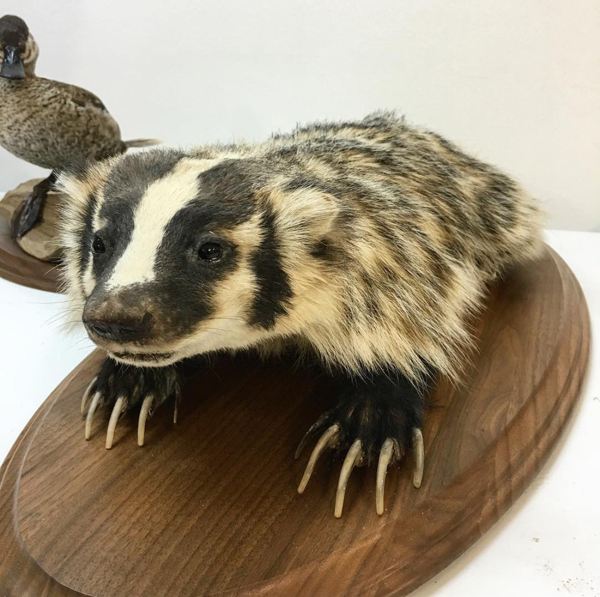 Badger Taxidermy Class (Discounted from $2450!)