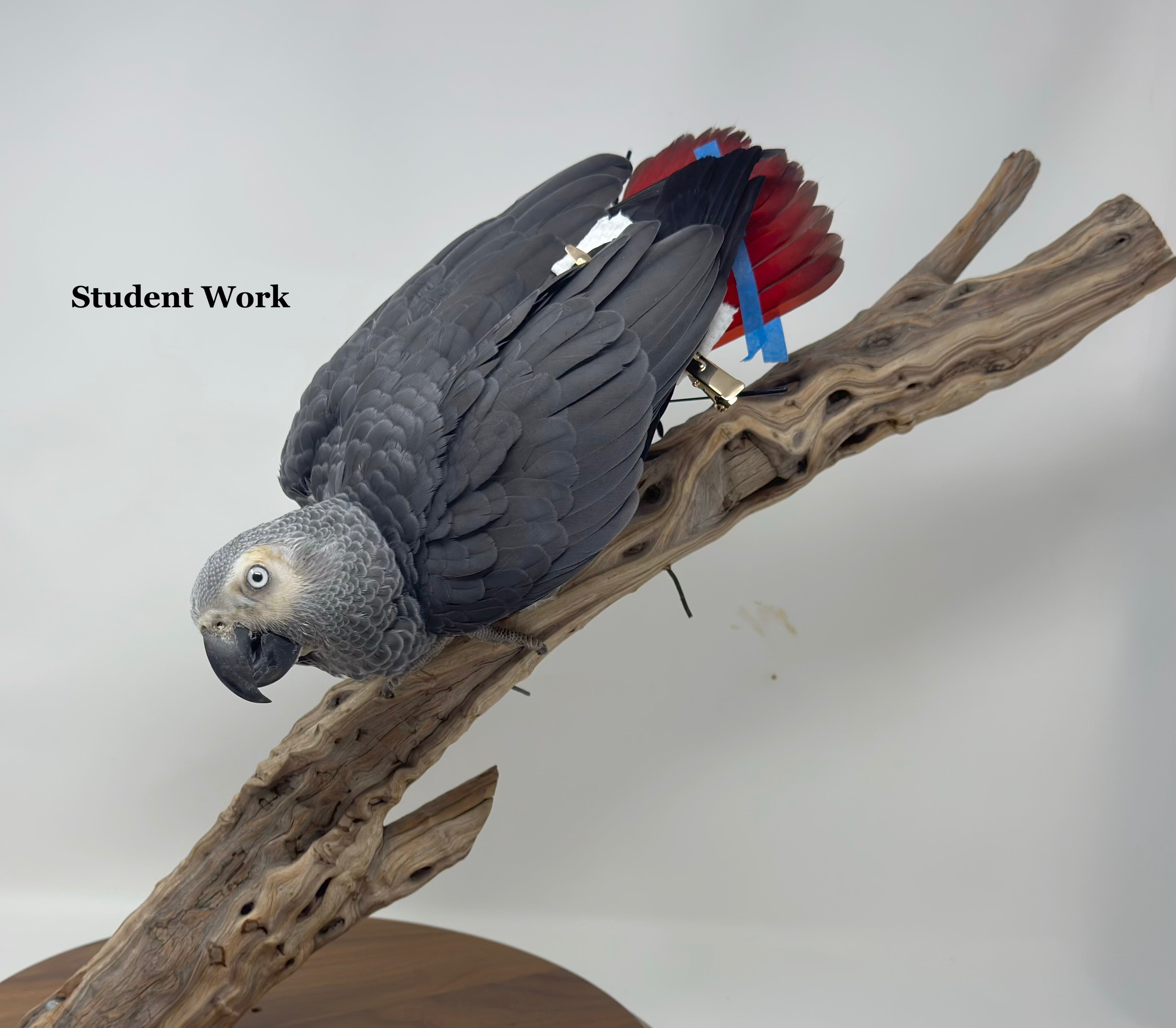 Advanced Bird Lessons with Allis Markham