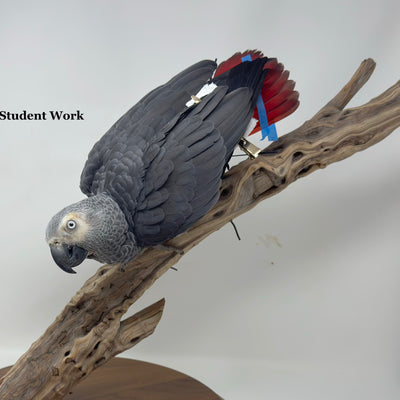 Advanced Bird Lessons with Allis Markham