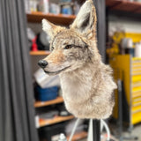 Coyote & Red Fox Shoulder-Mount