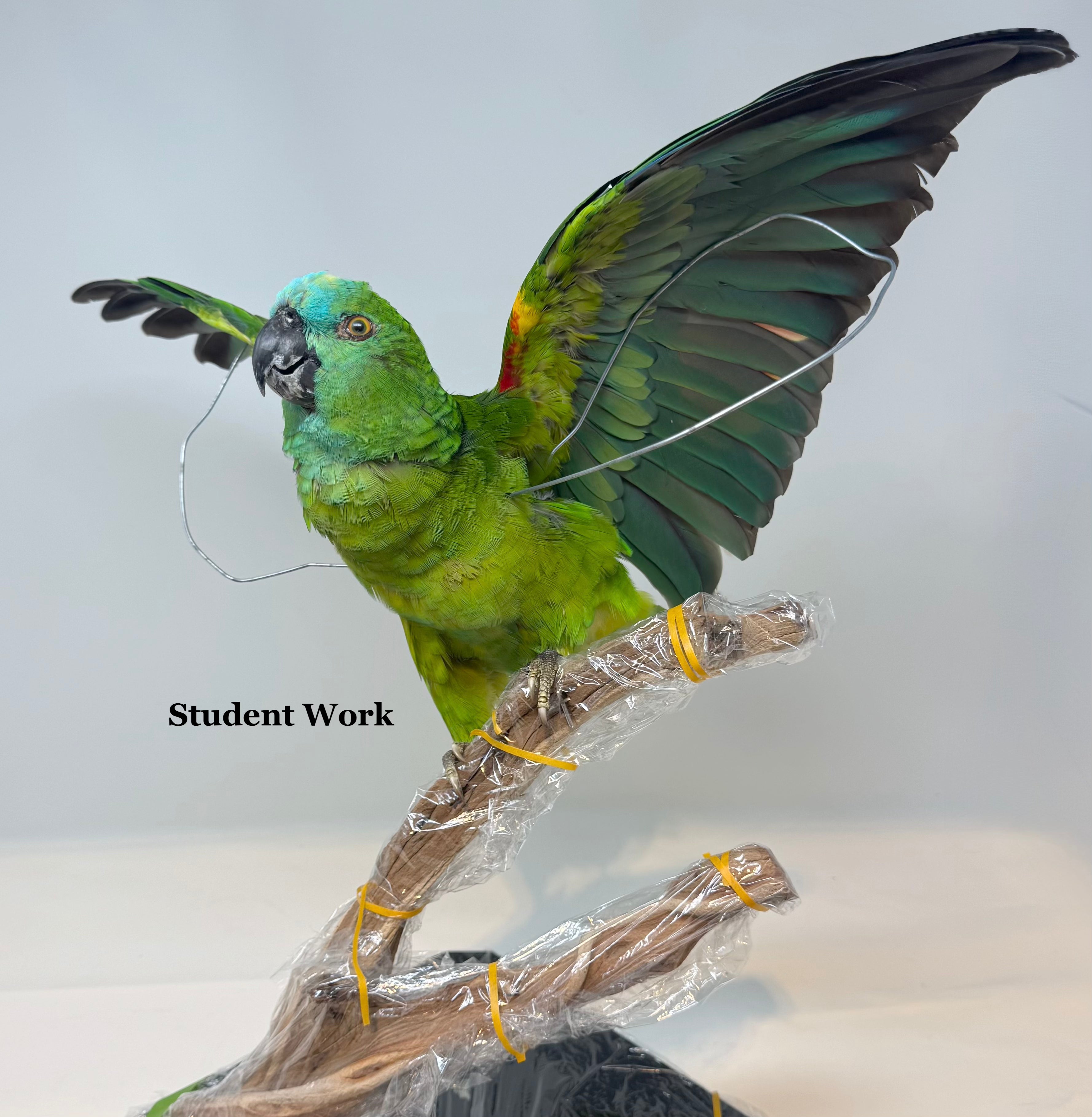 Advanced Bird Lessons with Allis Markham