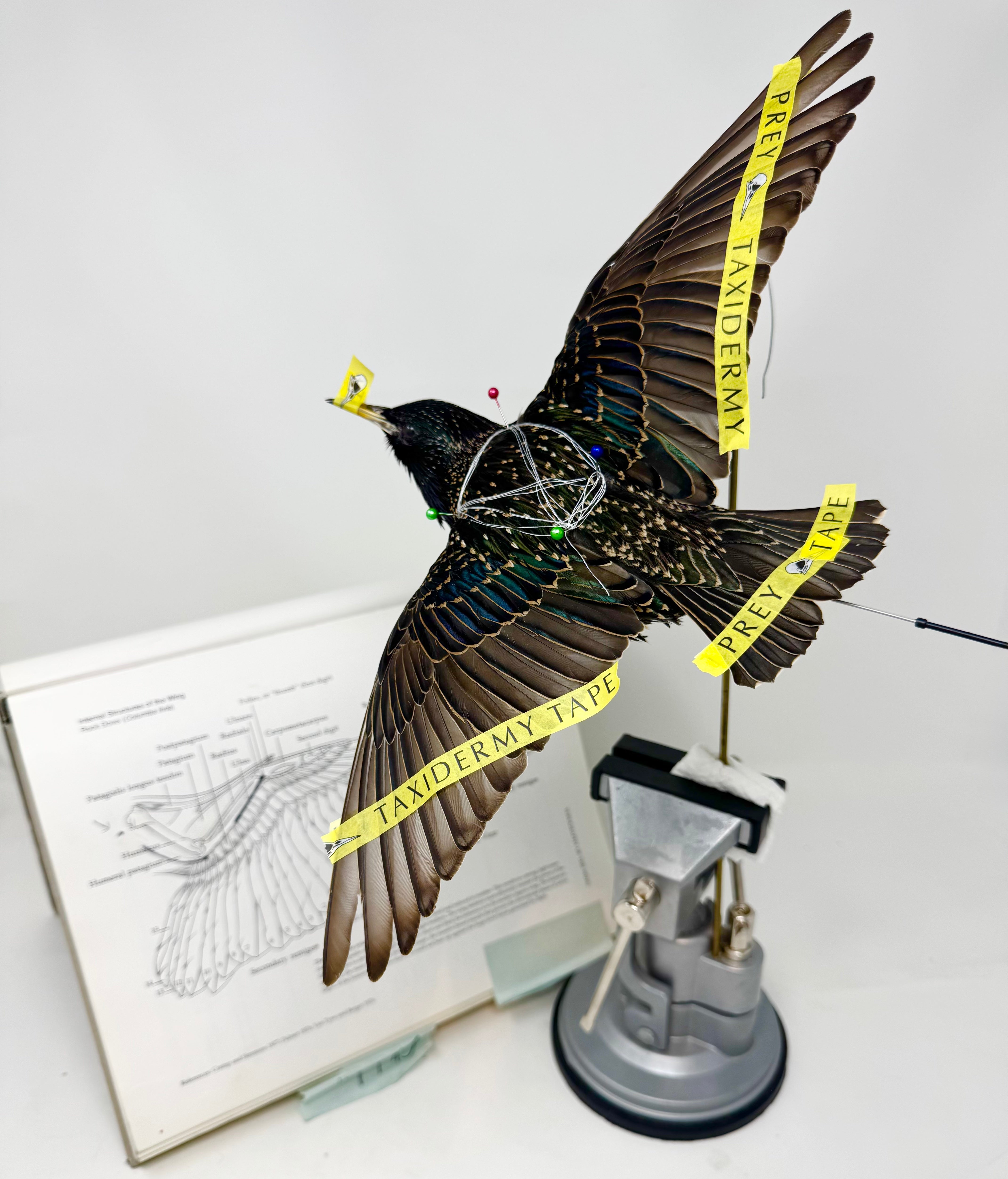 In-Flight Starlings with Allis Markham