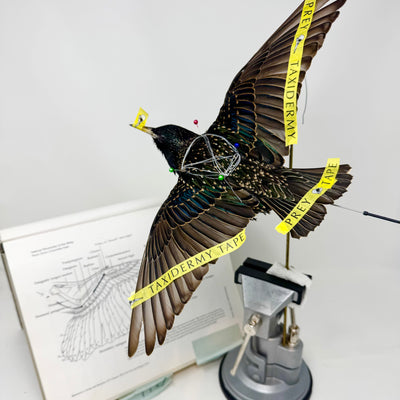In-Flight Starlings with Allis Markham