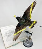 In-Flight Starlings with Allis Markham