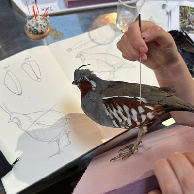 Actual Student Working on a Quail in Prey Taxidermy's Quail Taxidermy Class.
