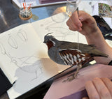Actual Student Working on a Quail in Prey Taxidermy's Quail Taxidermy Class.