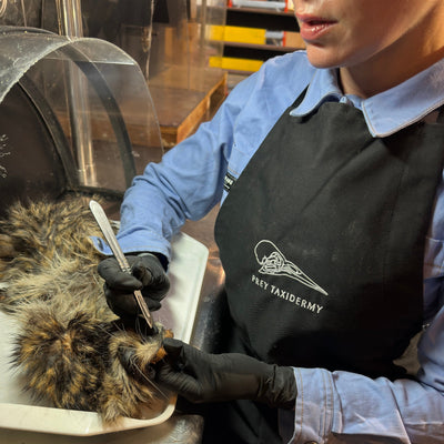 Taxidermy Apron in use while prepping and skinning and animal. Prey Taxidermy Logo in White on Black Apron.