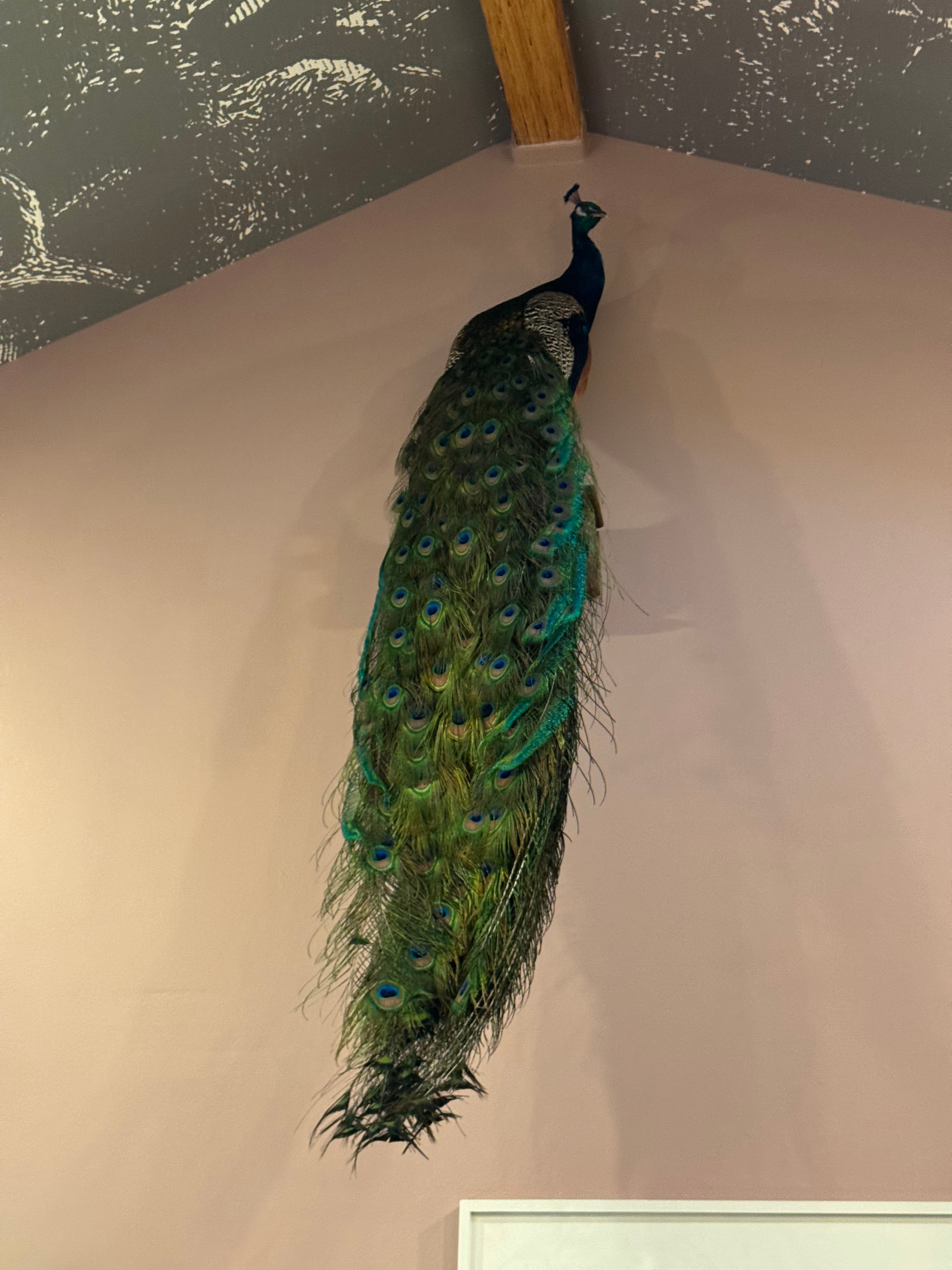 Custom Peacock Taxidermy