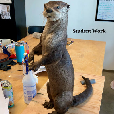 4-Day Intensive Mammals with Allis Markham