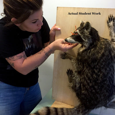 Raccoon Class Payment