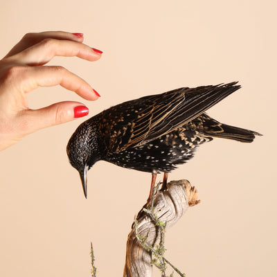 Small Bird Taxidermy Class