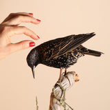 Small Bird Taxidermy Class
