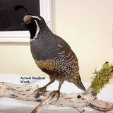 Finished Student Working on a Quail in Prey Taxidermy's Quail Taxidermy Class.