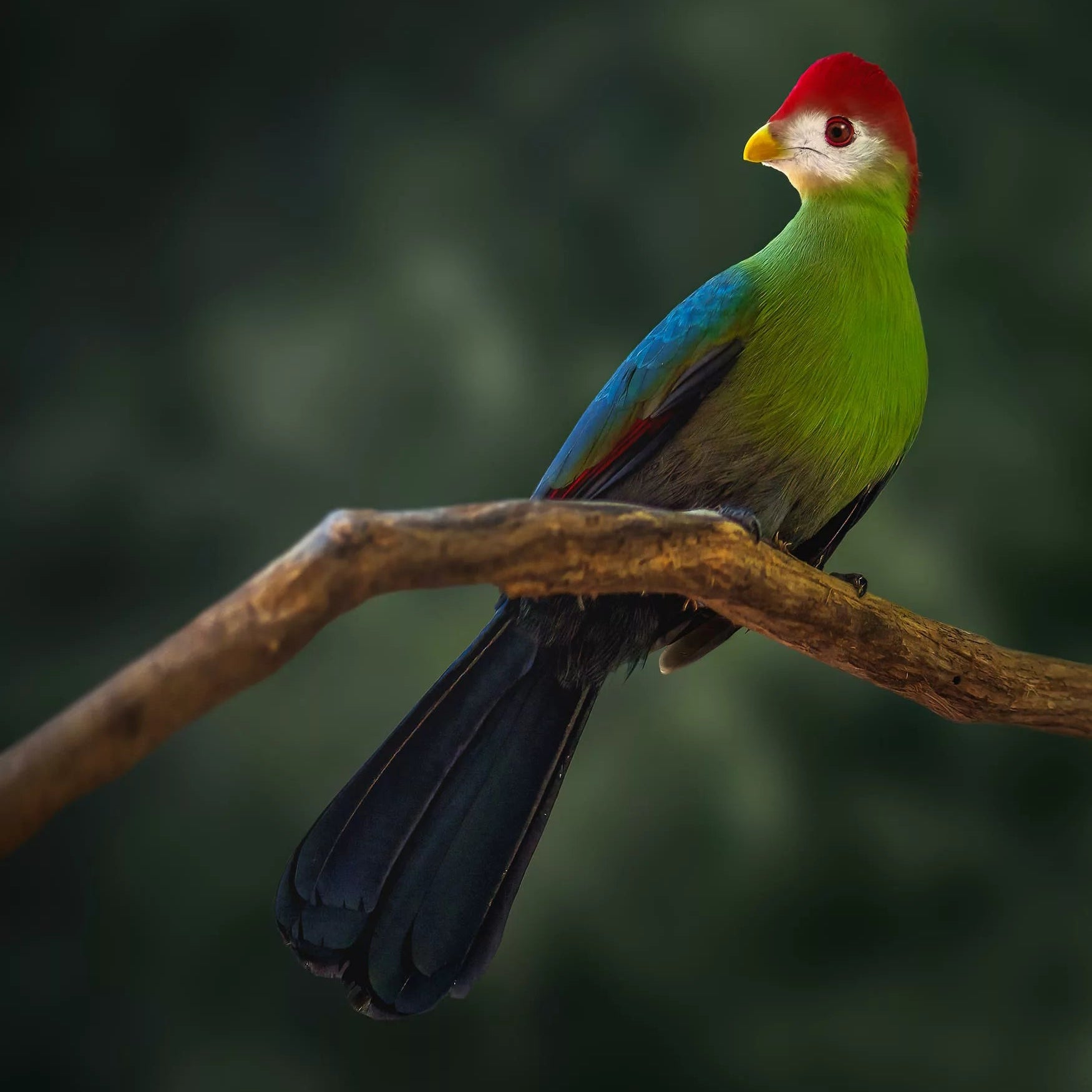 Advanced Bird Intensive Workshop