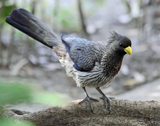 Advanced Birds semi-private course with Allis Markham