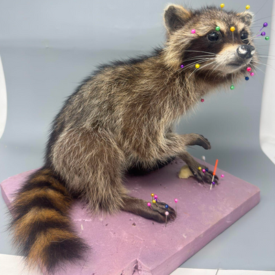 Pre-Recorded Course: Mammal Body Wrapping & Mounting